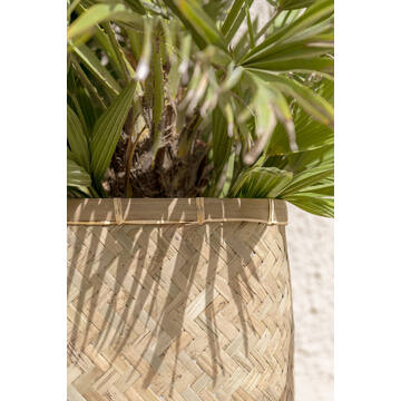 Rafi M, Bamboo