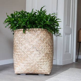 Zayn L, Bamboo