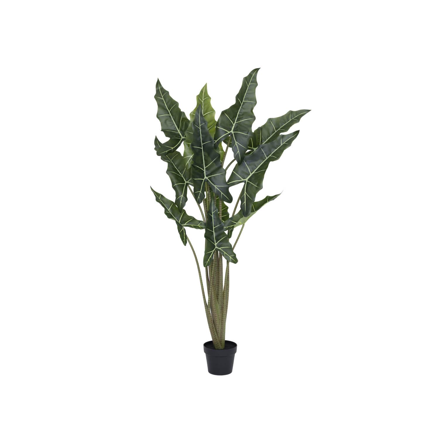 Alocasia taro M, Green
