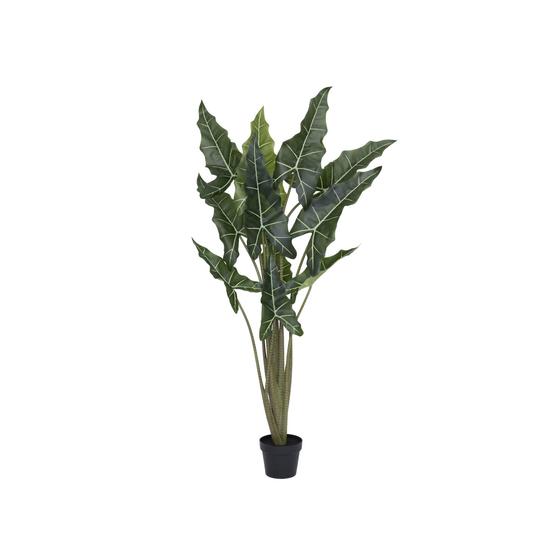 Alocasia Taro (EU)