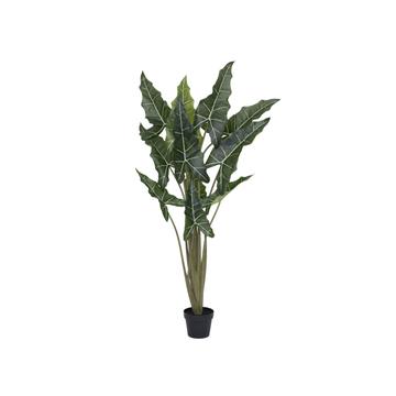Alocasia taro M, Green