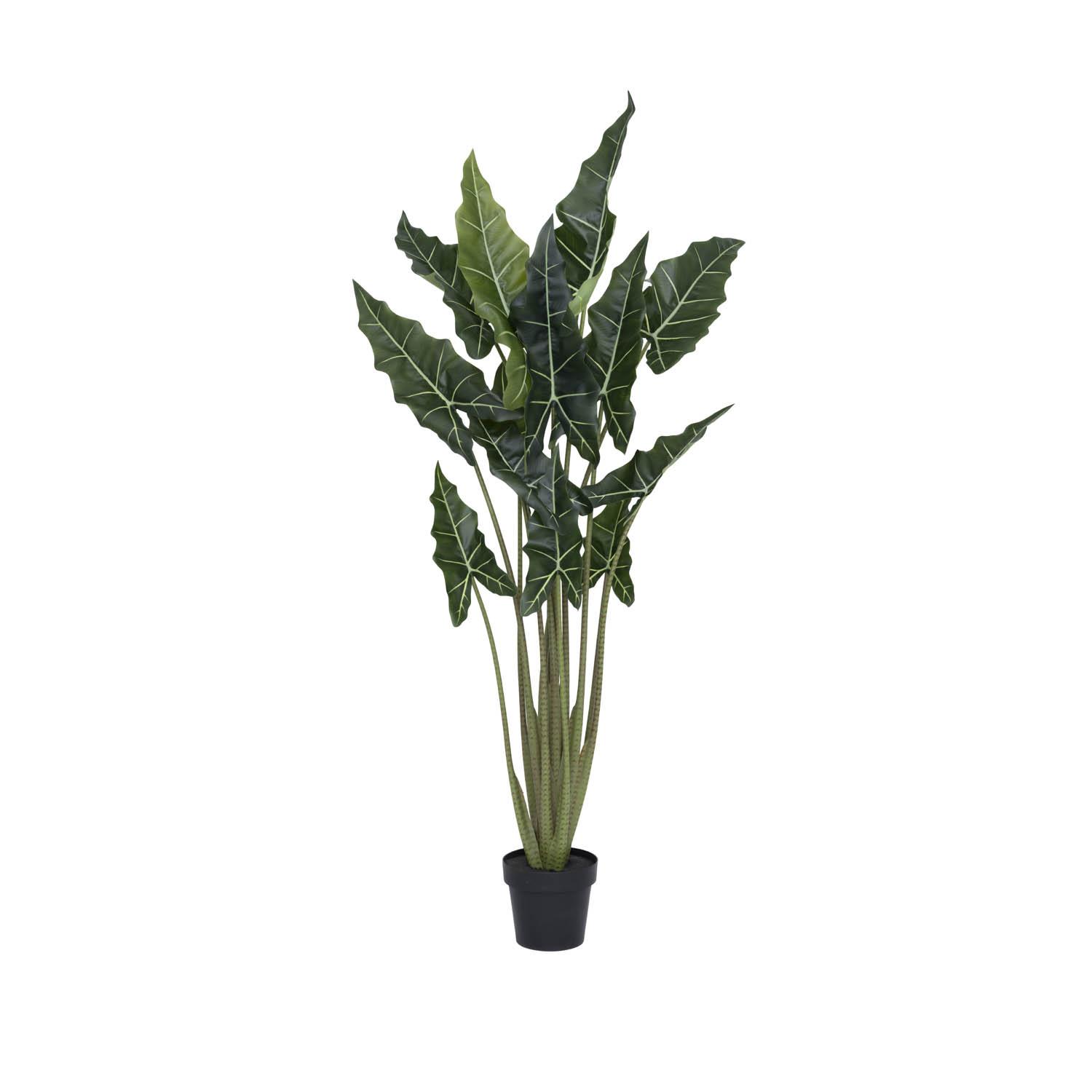 Alocasia taro L, Green