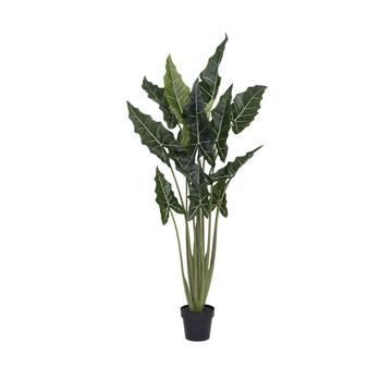 Alocasia taro L, Green