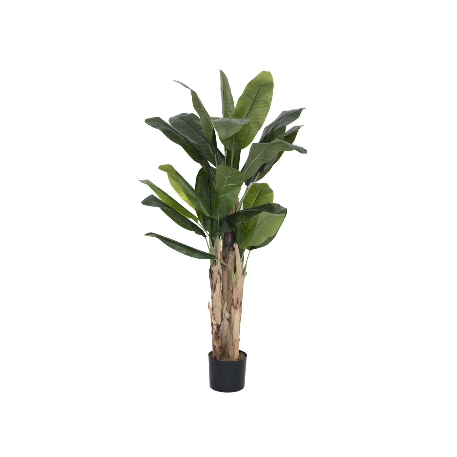 Banana tree M, Green