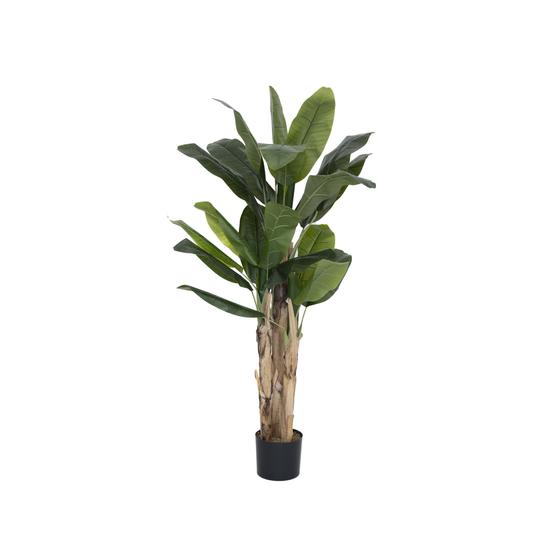 Banana Tree (EU)