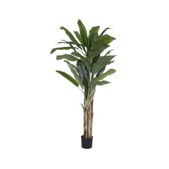 Banana Tree (EU)