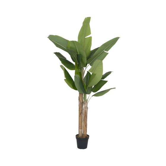 Banana Tree (EU)