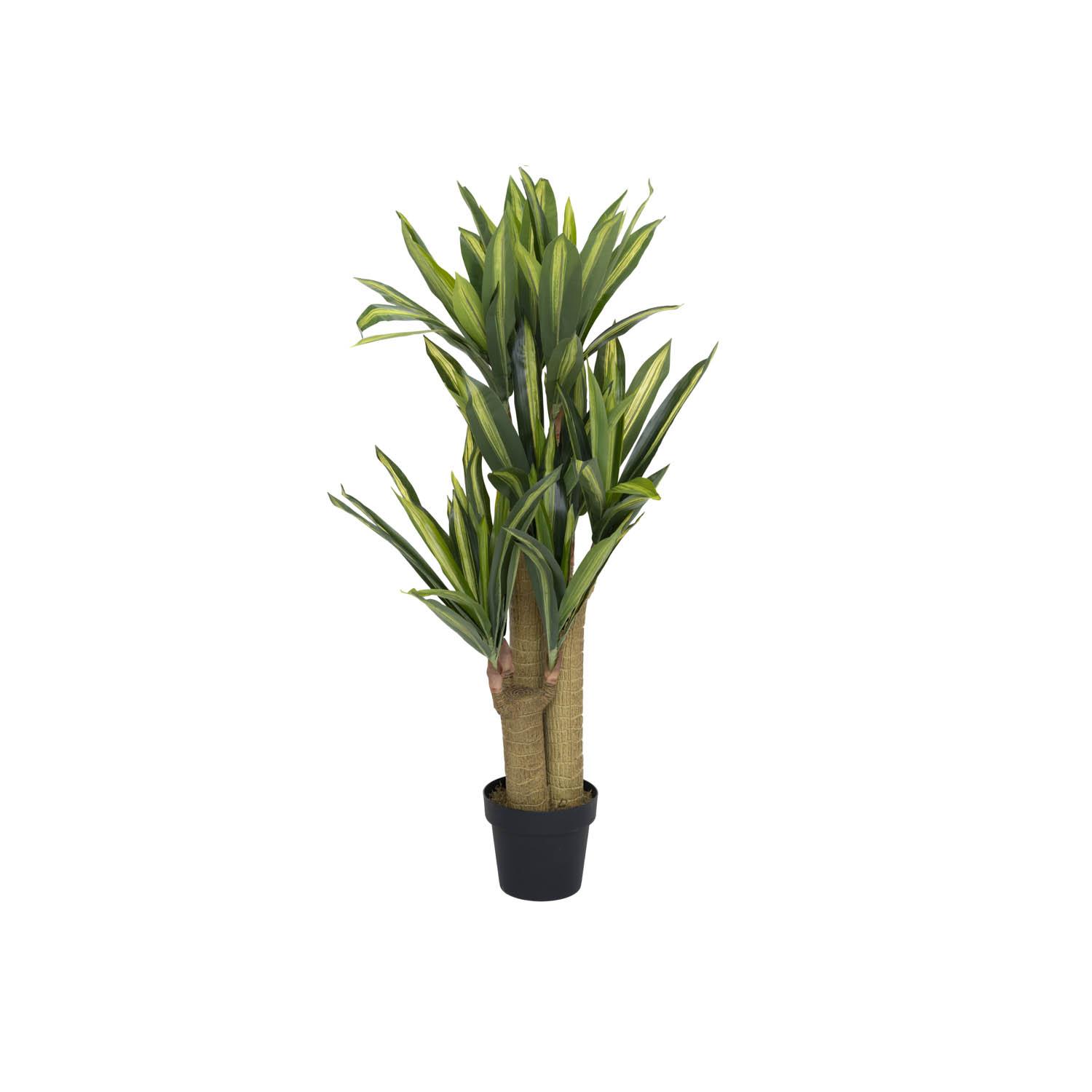 Dracena S, Green