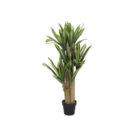 Dracena (EU)