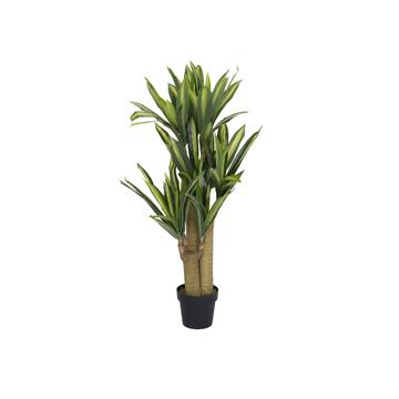 Dracena S, Green