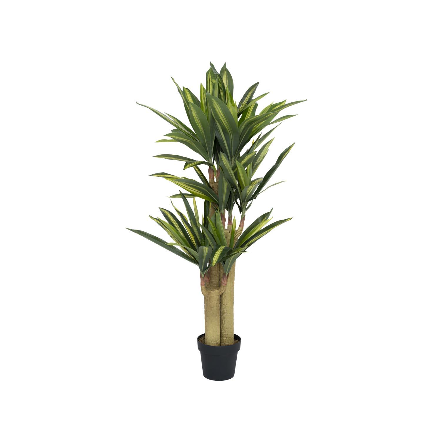 Dracena M, Green