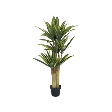 Dracena M, Green
