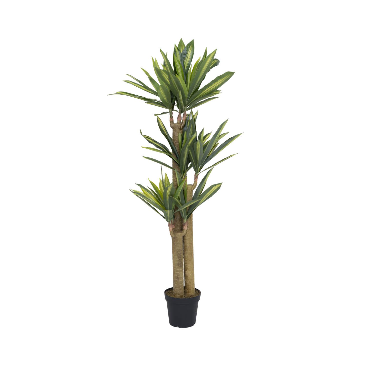 Dracena L, Green