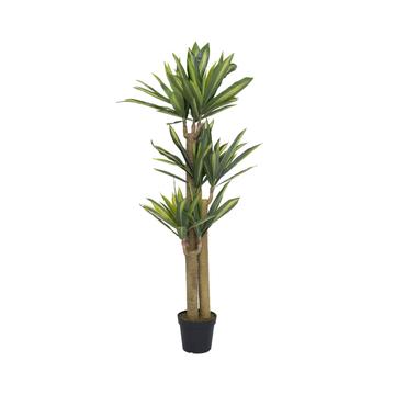 Dracena L, Green