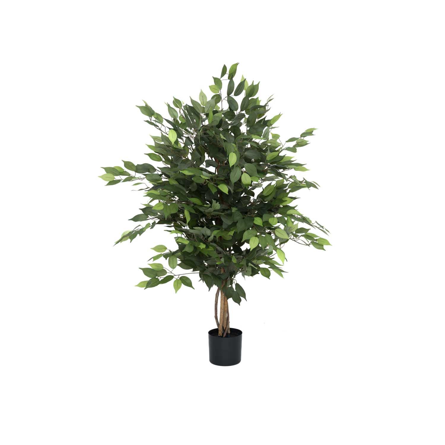 Ficus tree S, Green