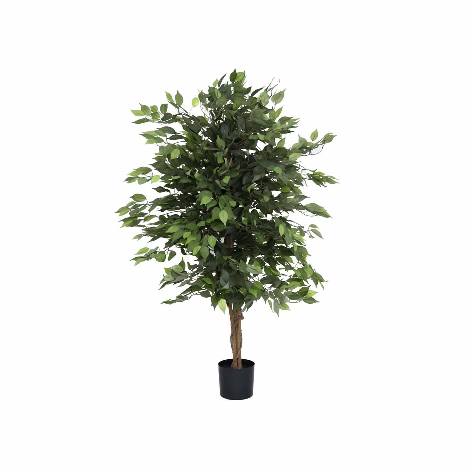 Ficus tree M, Green