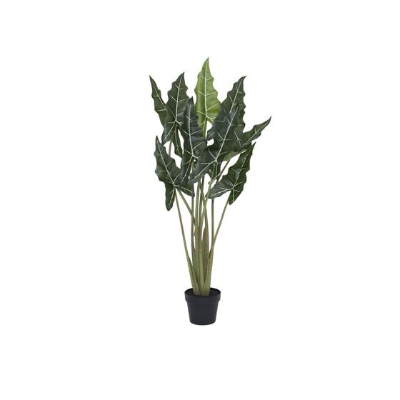 Alocasia Taro (EU)