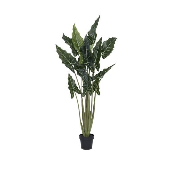 Alocasia Taro (US)
