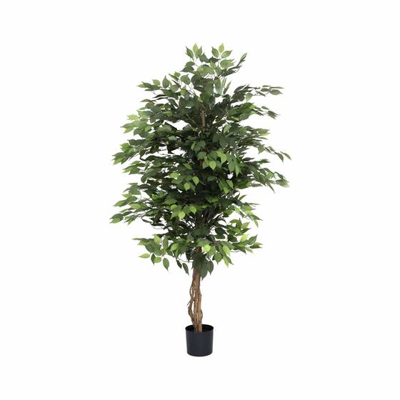 Ficus Tree (US)