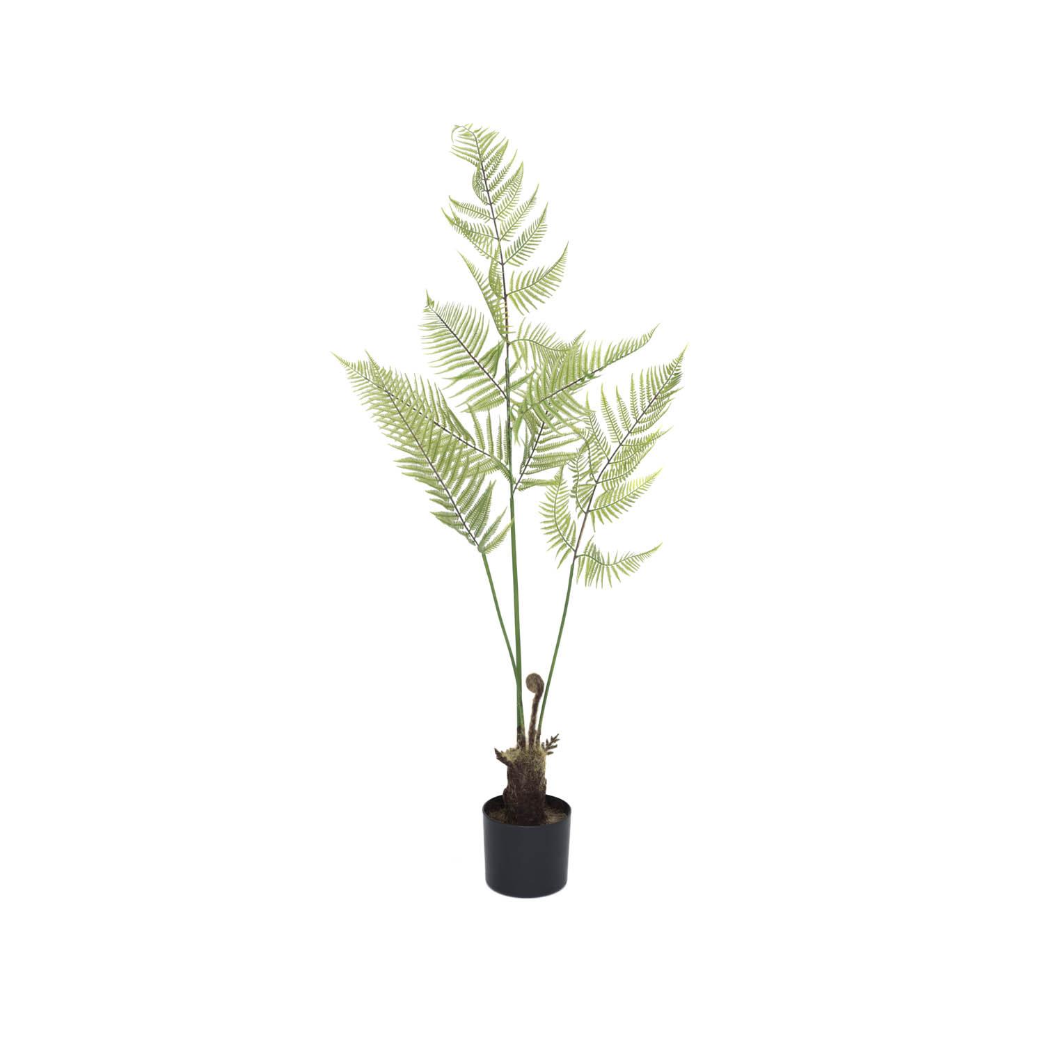 Fern S, Green