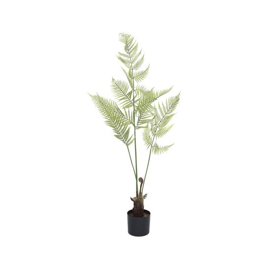 Fern EU