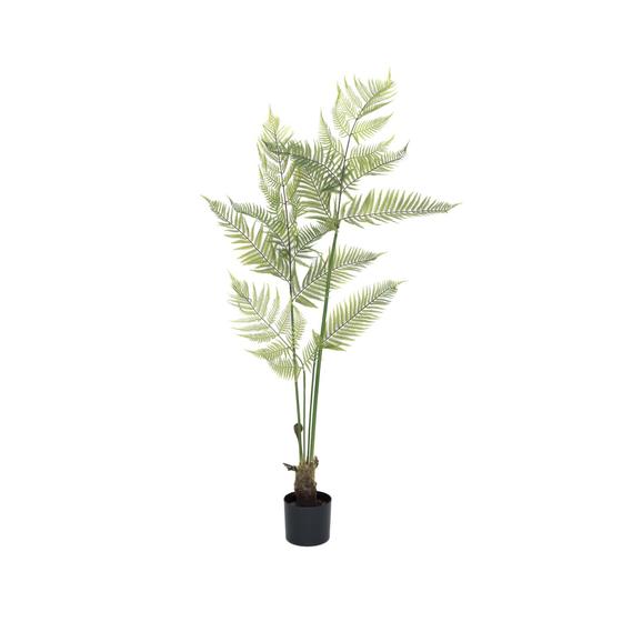 Fern M, Green