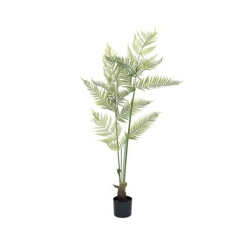 Fern M, Green