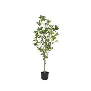 Pieris M, Green