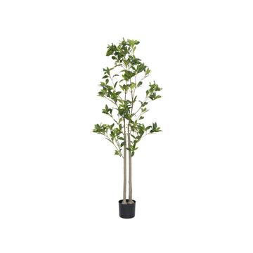 Pieris L, Green