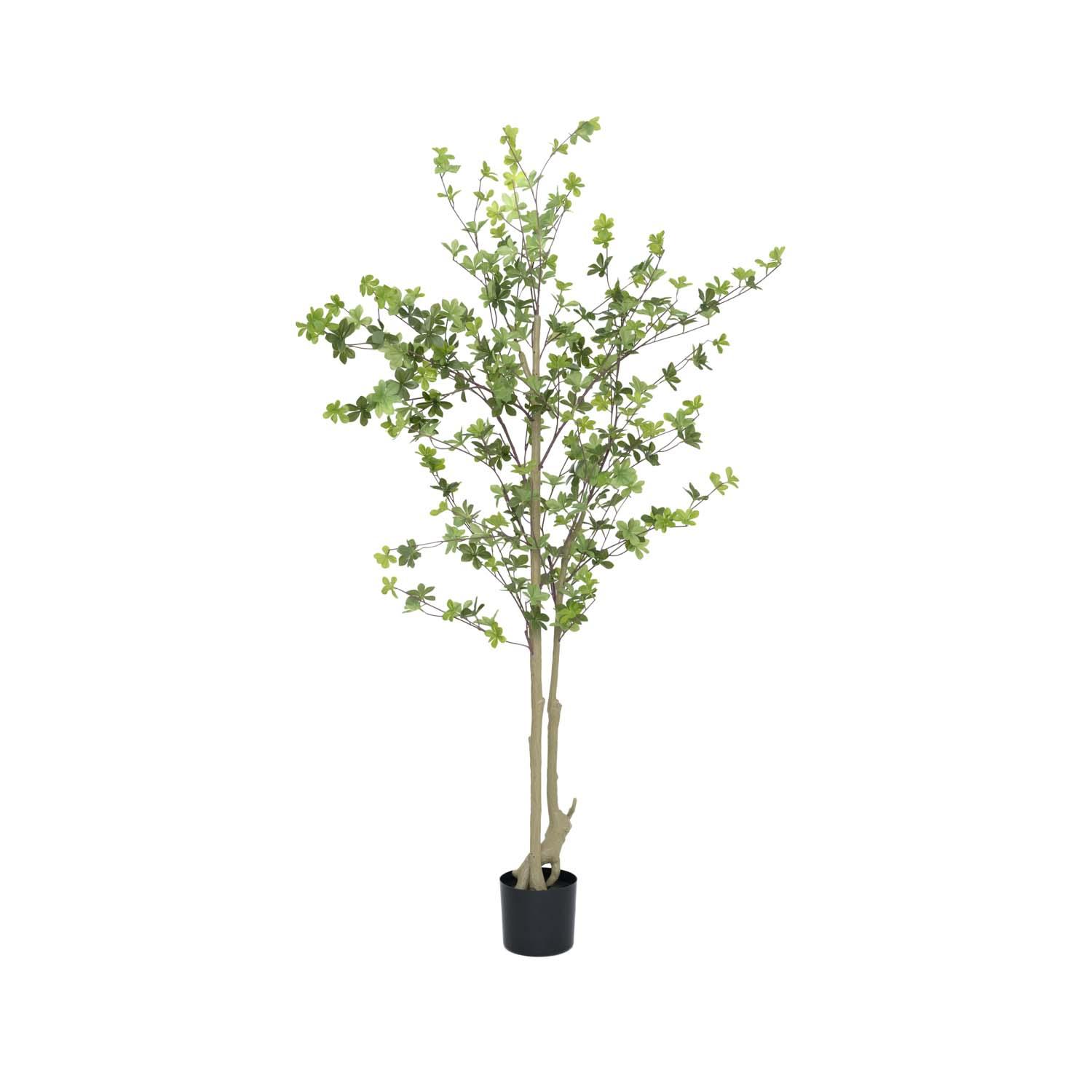 Enkianthus perulatus M, Green