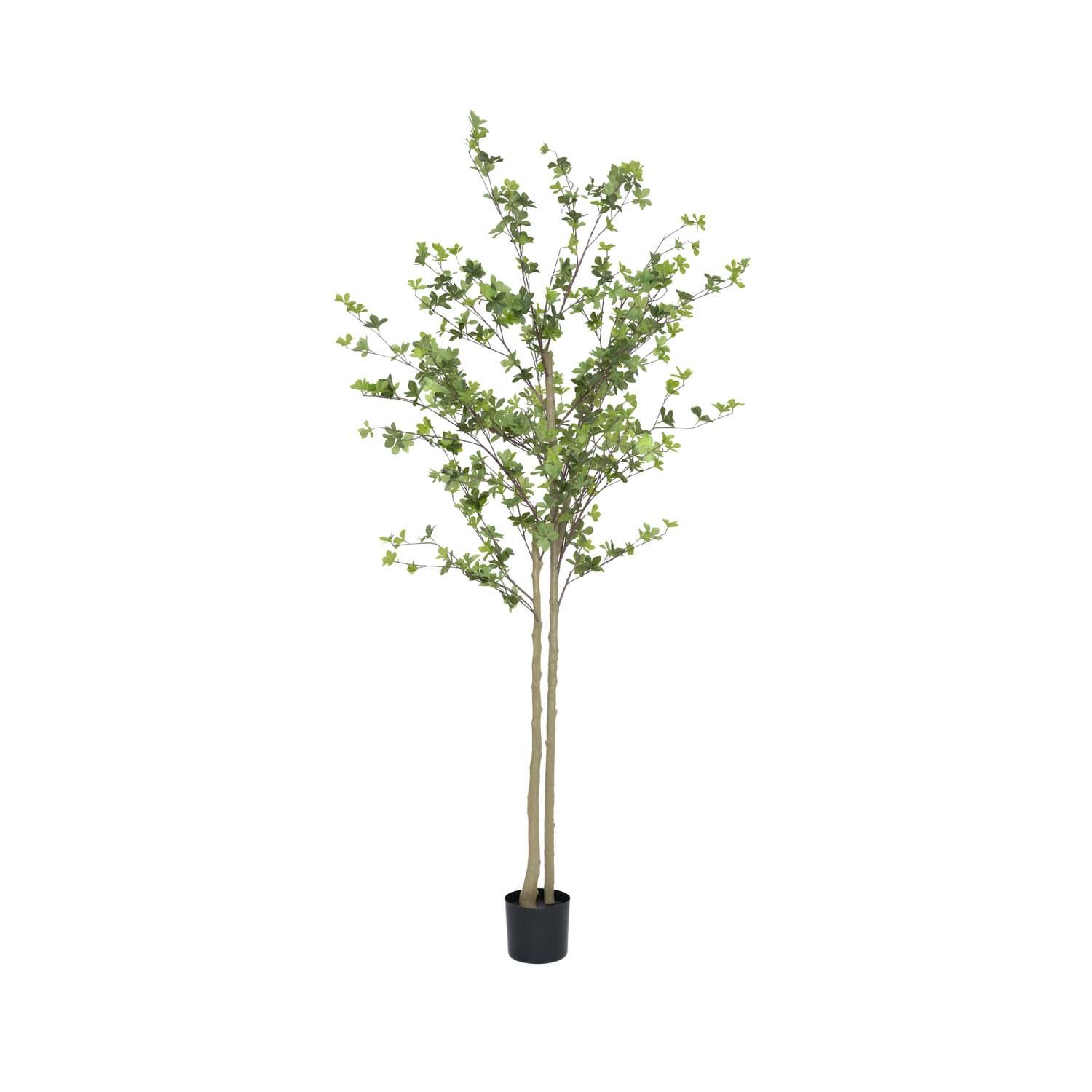 Enkianthus perulatus XL, Green