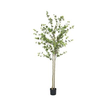 Enkianthus perulatus XL, Green