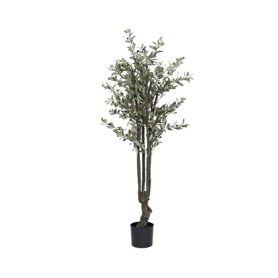 Olive Tree M, Green