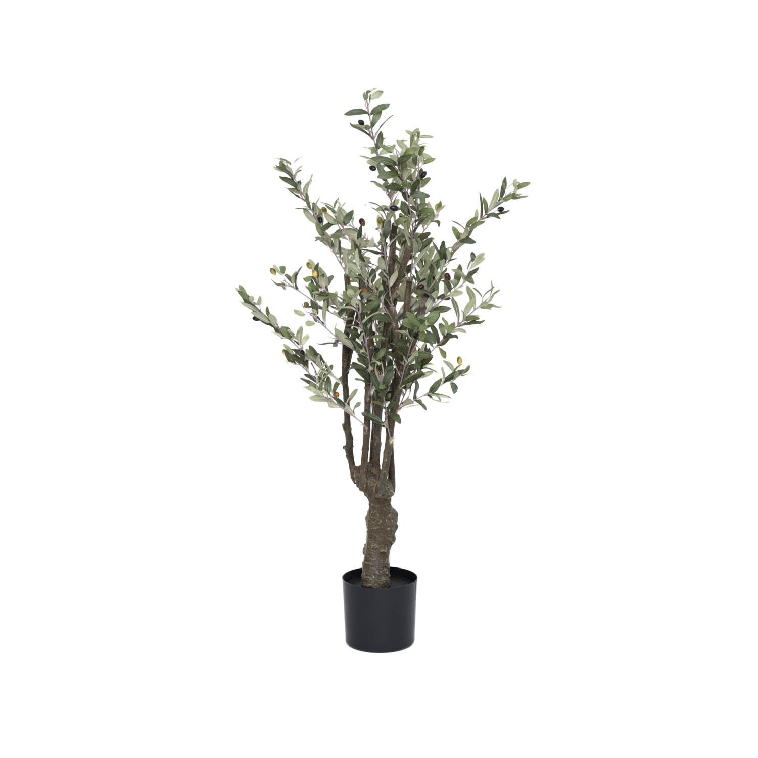 Olive Tree S, Green