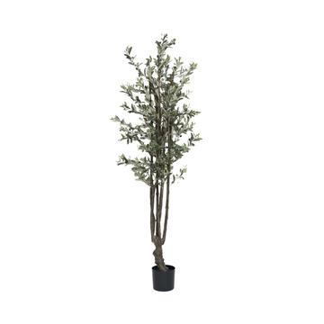 Olive Tree L, Green