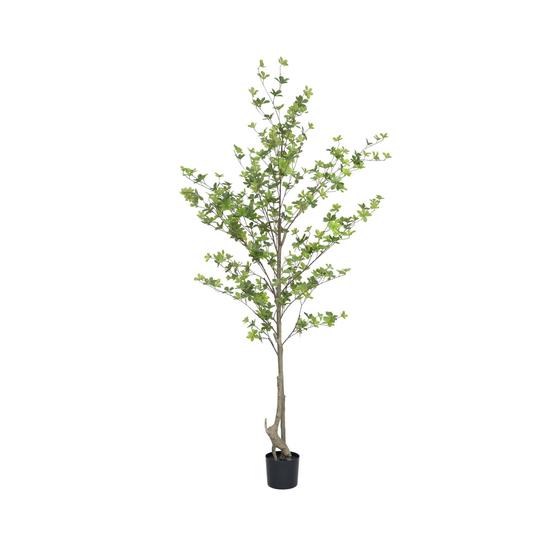 Enkianthus perulatus EU