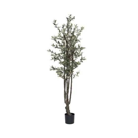 (US) Olive Tree