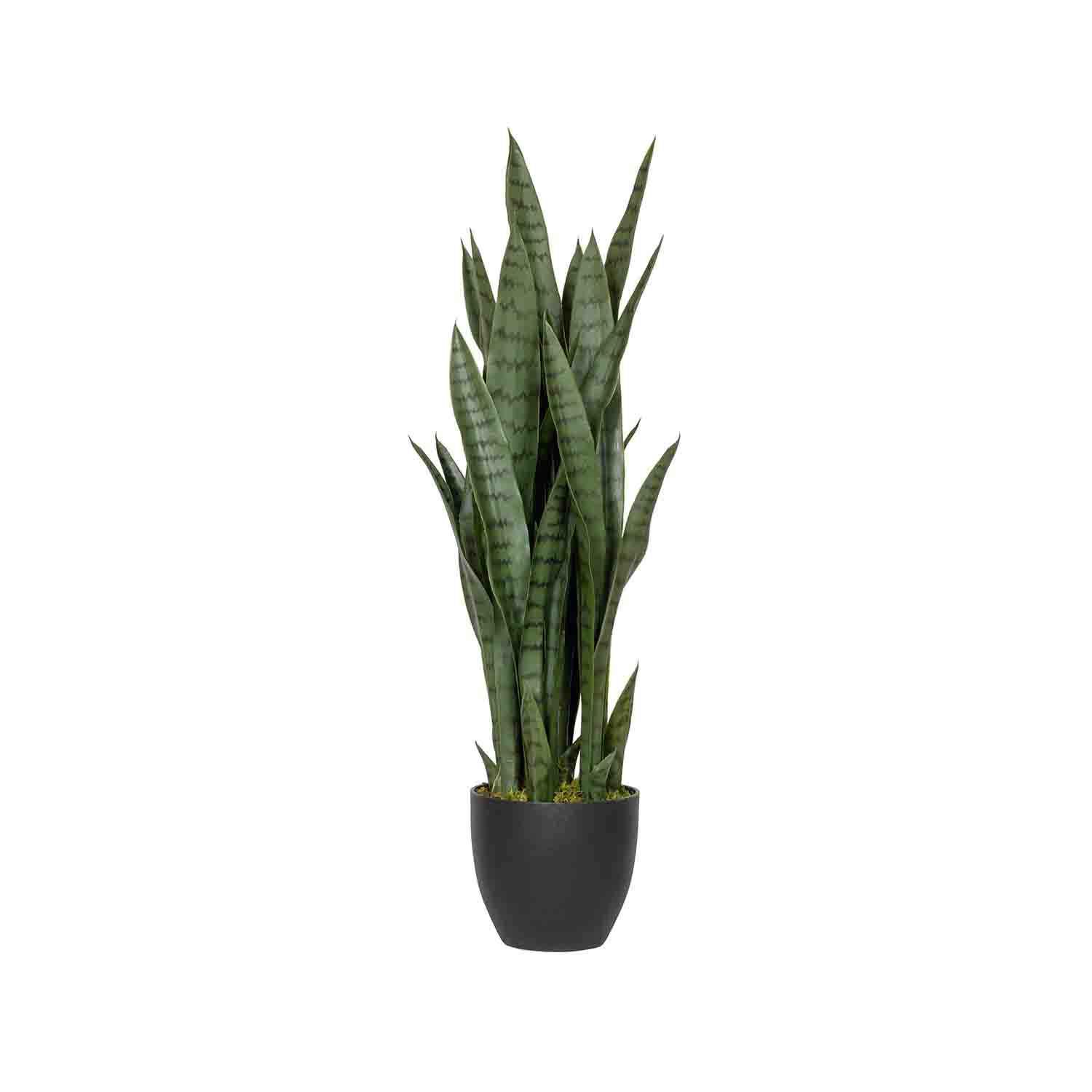 Sansevieria M, Green