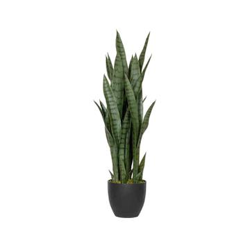Sansevieria M, Green