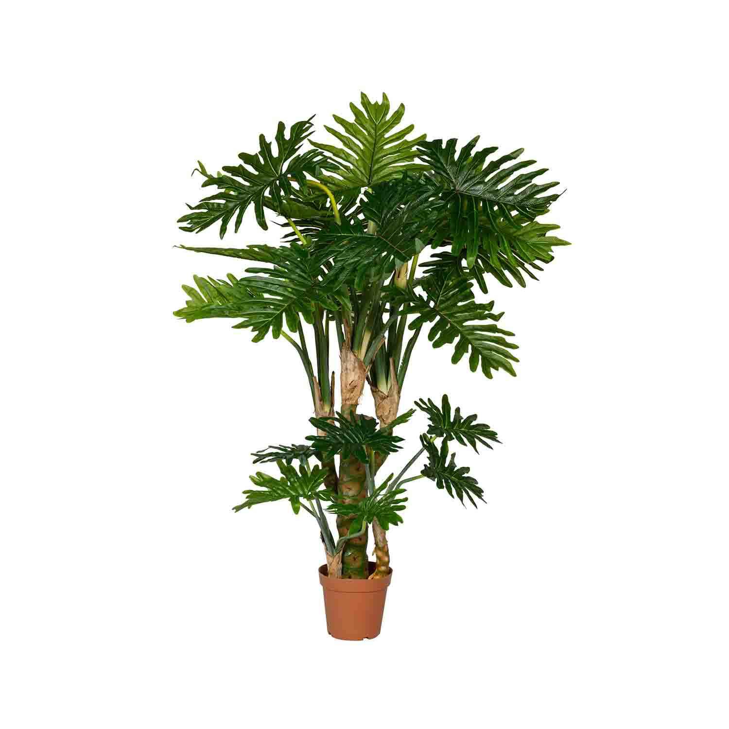 Philodendron L, Green