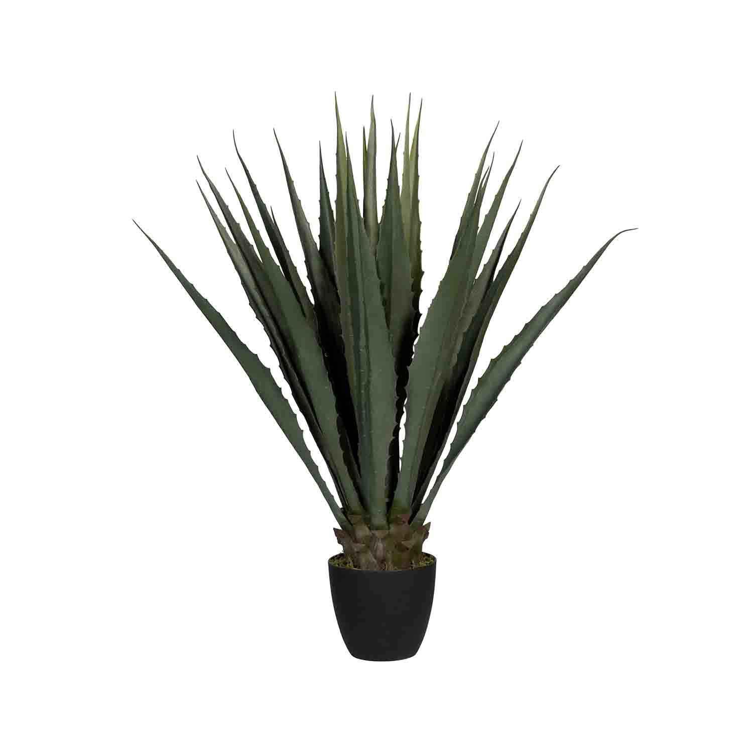 Agave L, Green