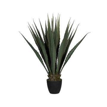 Agave L, Green