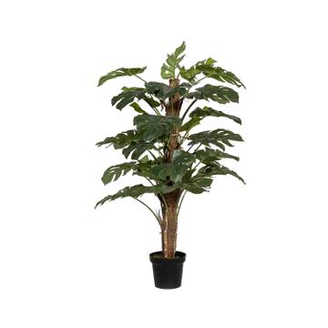 Monstera Pertusum L, Green