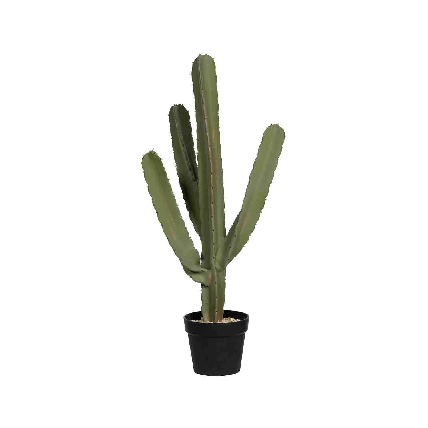 (S) Cactus Cereus M, Green