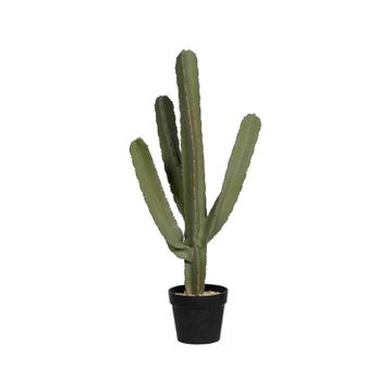 (S) Cactus Cereus M, Green