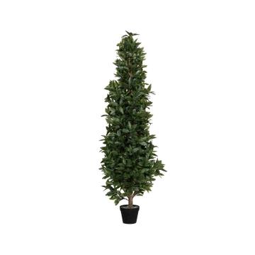 Laurus L, Green