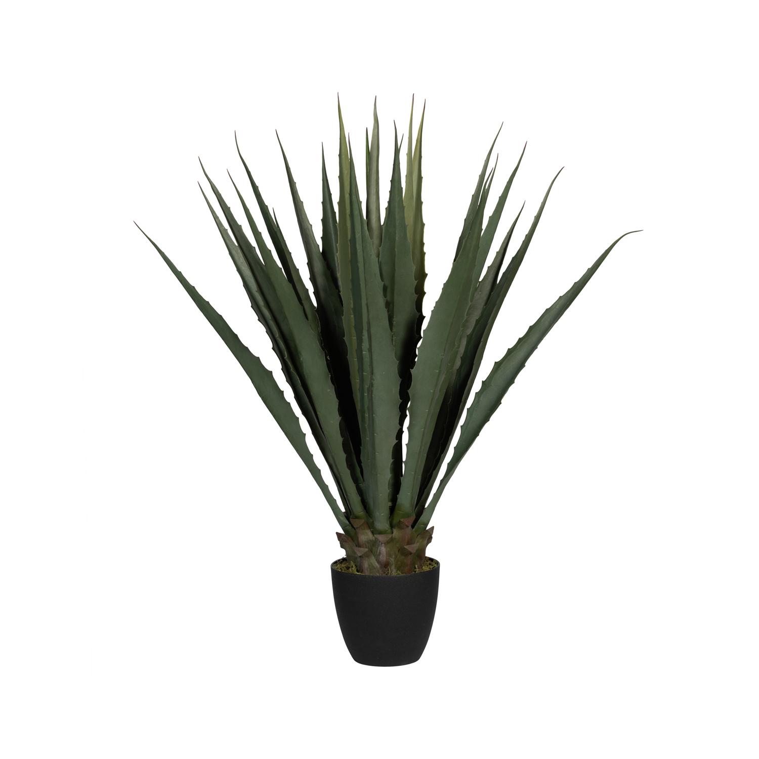 Agave L, Green