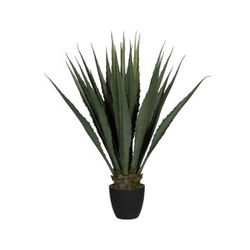 Agave L, Green