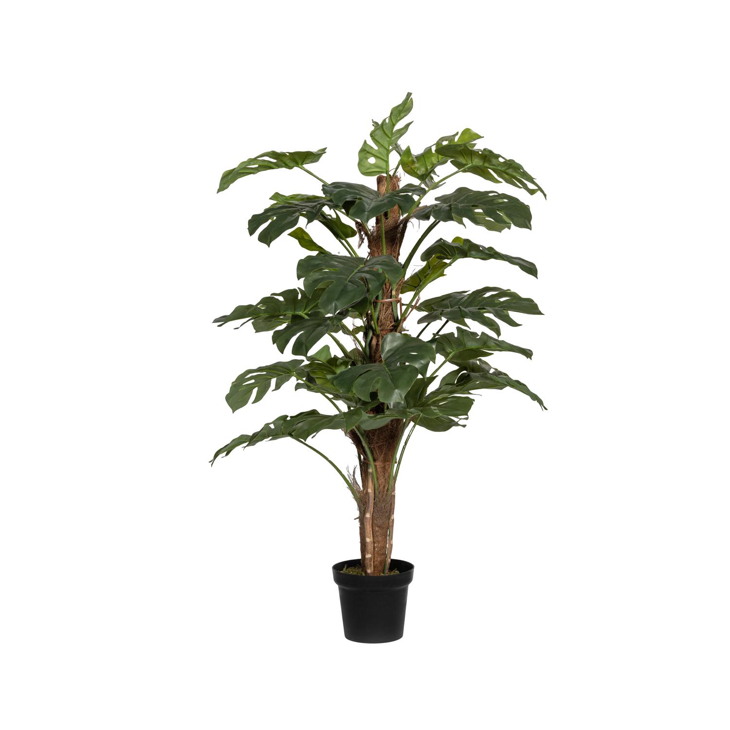 Monstera Pertusum L, Green