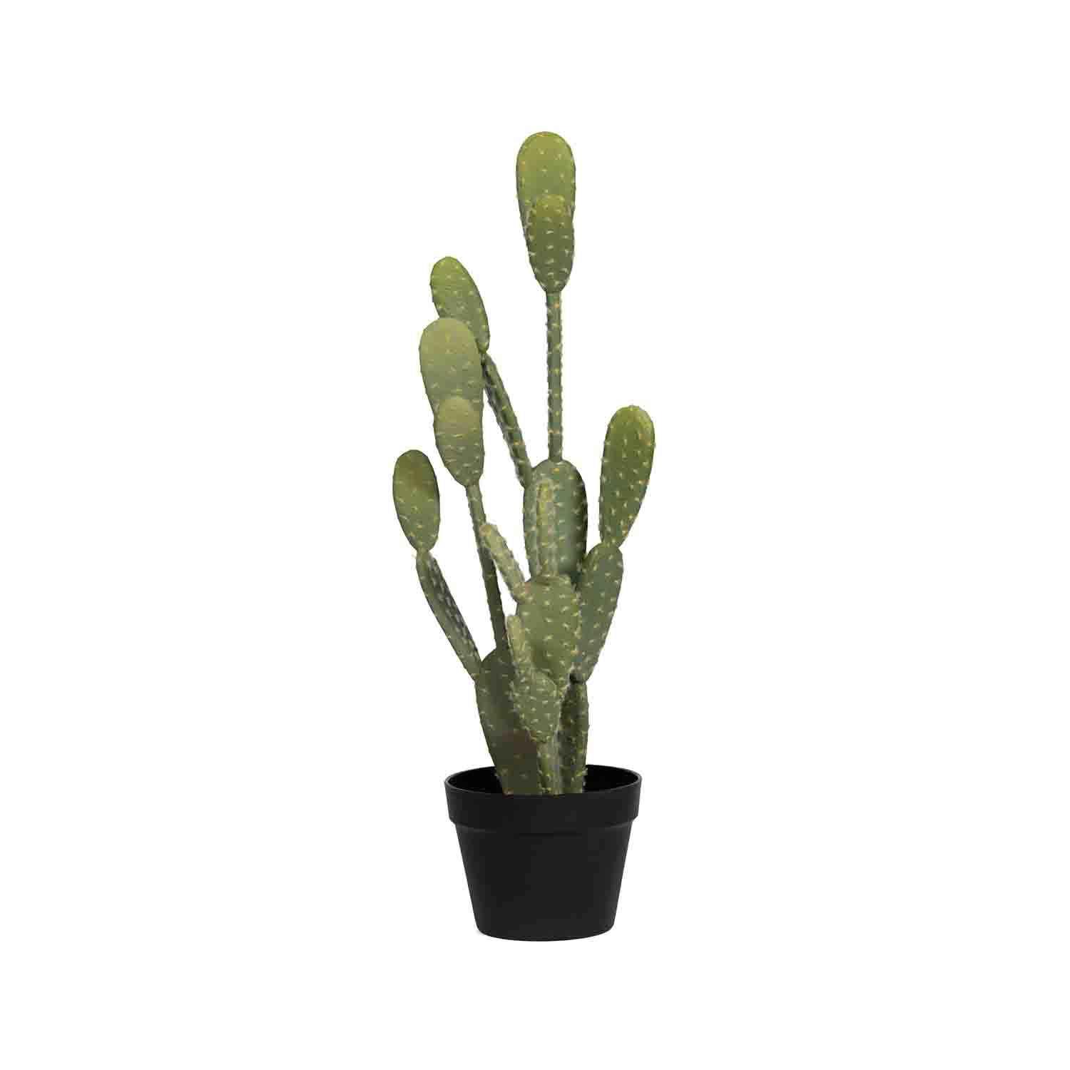 Cactus Opuntia M, Green